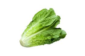Lechuga